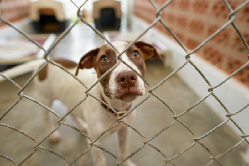 LISTEN BACK: Local calls for the improvement of dog welfare