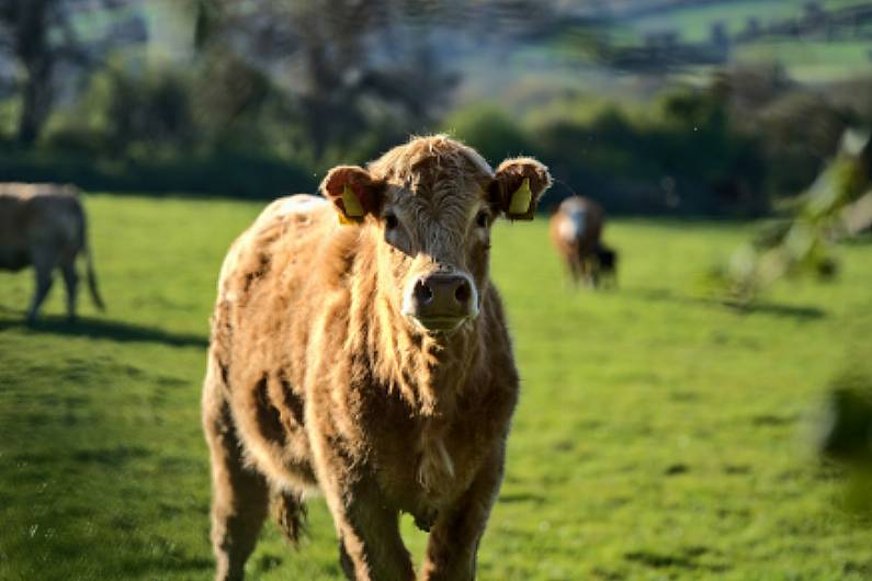 Information event surrounding TB to be held in Cavan