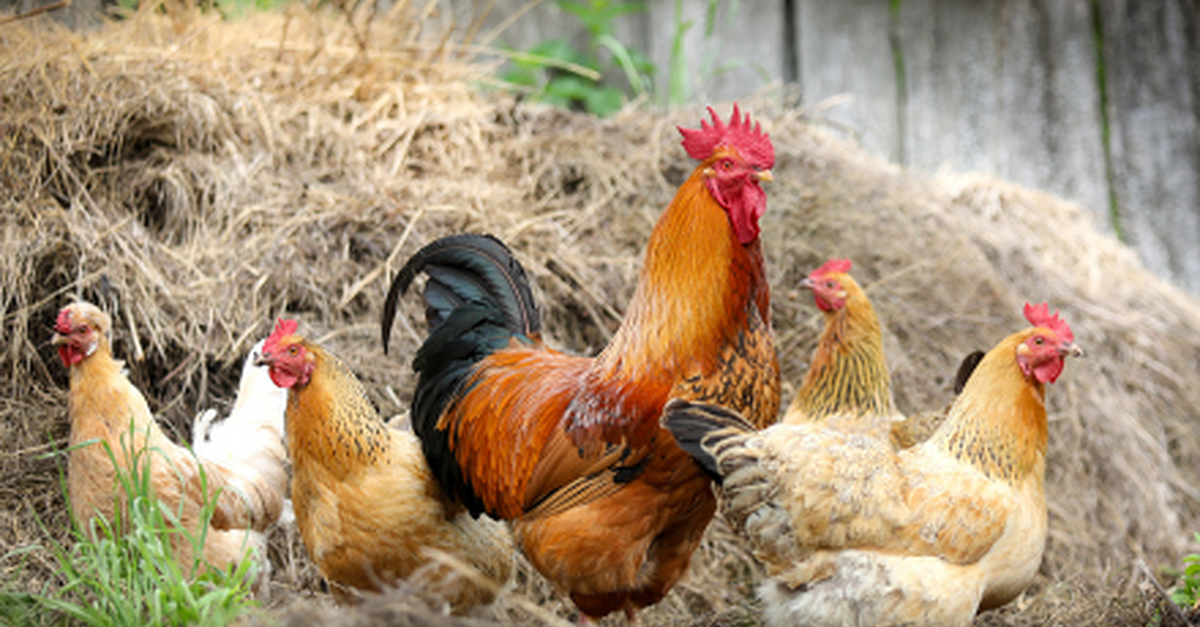 Appeal issued following animal welfare incident in Monaghan | NorthernSound
