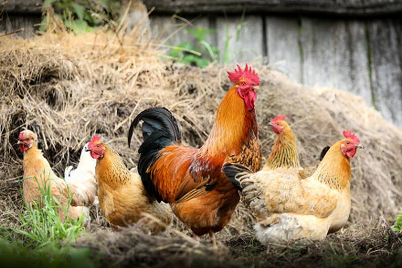 Agri minister welcomes negative Monaghan bird flu test results