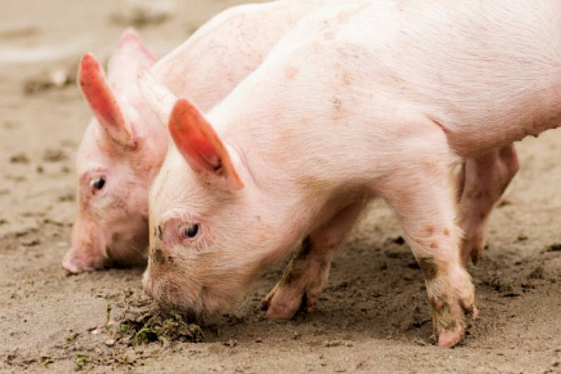 Teagasc Pig Farmers&rsquo; Conference in Cavan today