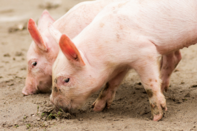 Teagasc Pig Farmers’ Conference in Cavan today