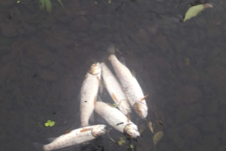 350 fish dead after fish kill incident at Cavan River