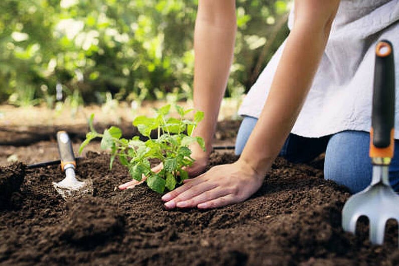 Carrickmacross sensory garden moved to tender stage