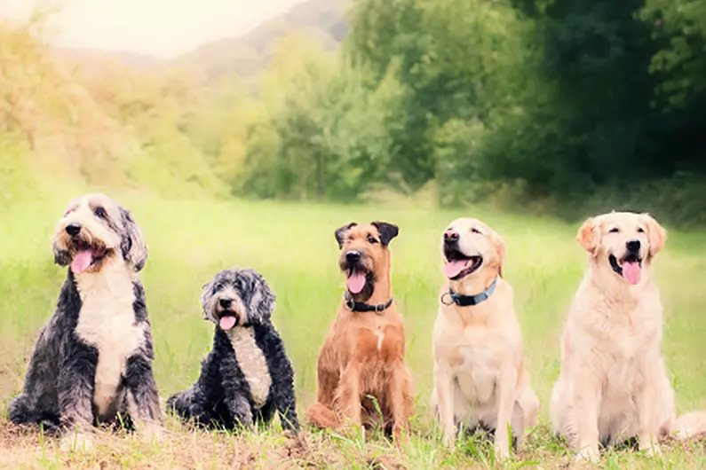 Calls for dog warden made at Monaghan County Council meeting