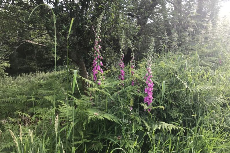 LISTEN BACK: Hedgerows 'the beating heart' of plant and water life