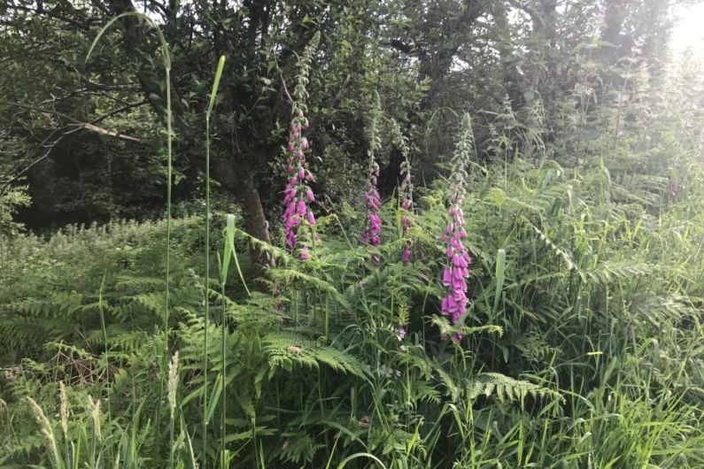 Monaghan Biodiversity Action Plan consultation underway