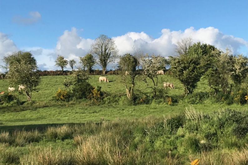 LISTEN BACK: Biodiversity Week: 'Putting a focus on traditional cures'