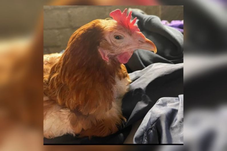 Locals encouraged to help rehome hundreds of hens