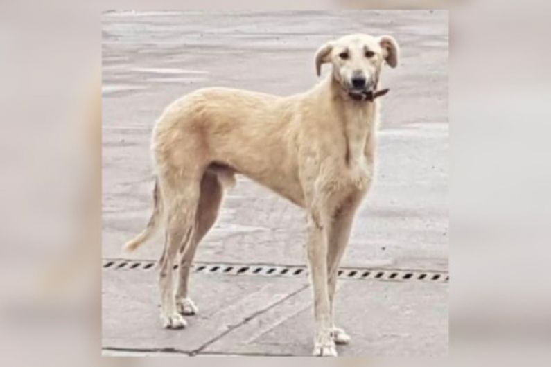 Local authority looks to 'collar' Henry the lurcher