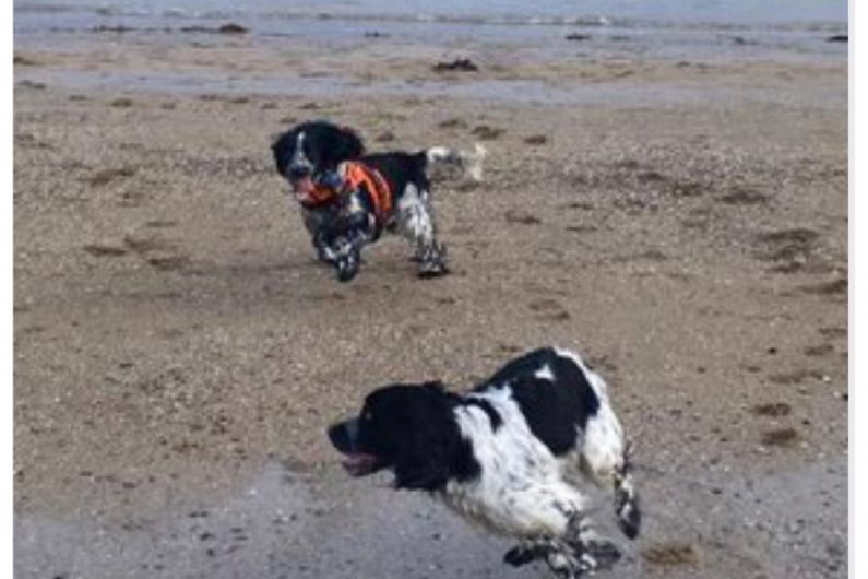 Two dogs from the same County Cavan litter reunites on a Kerry Beach