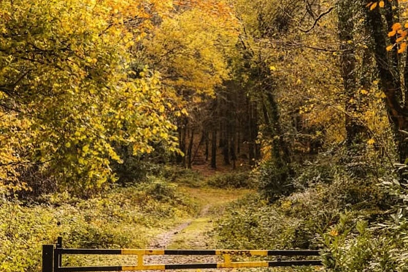 Locals advised to avoid Cavan/Monaghan forests following Storm &Eacute;owyn