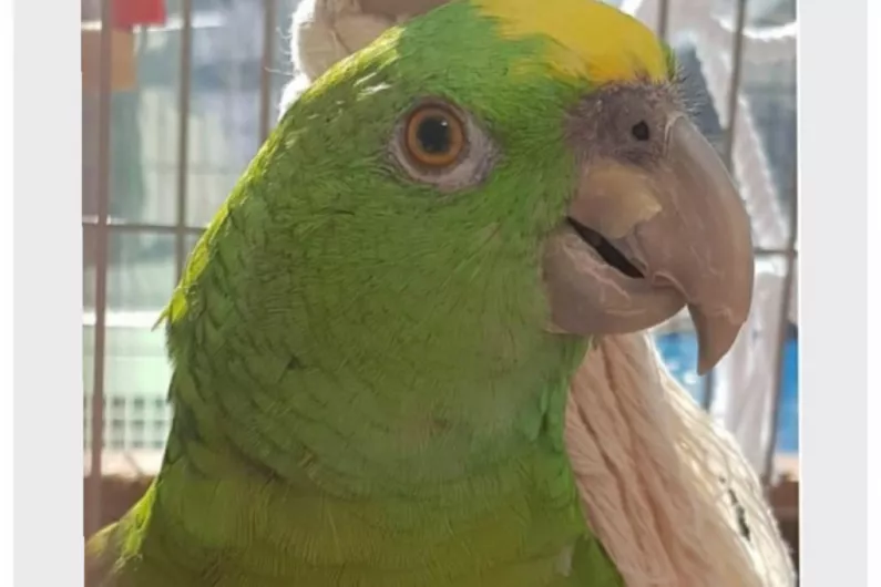 Appeal issued for missing parrot in Monaghan