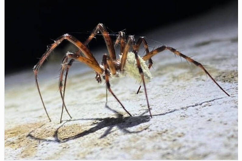 &quot;Zombie spiders&quot; discovered in Co Cavan