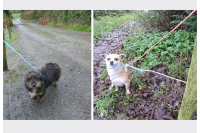 Abandoned Monaghan dogs found tied to pound's fence