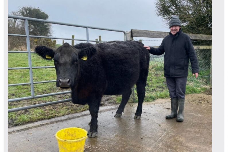 Listen Back: Purebred cow auctioned off for local charity