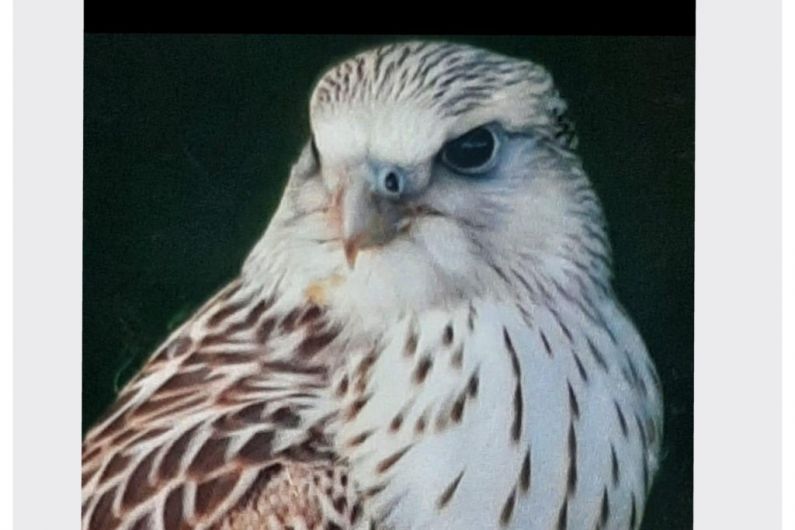 Missing Falcon located in Monaghan