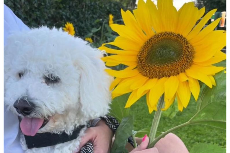 Listen Back: Monaghan sunflower field in full bloom for local good causes