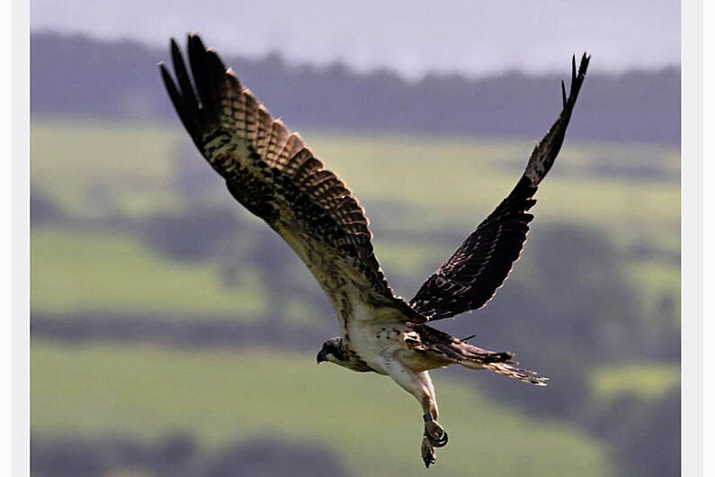 Breeding success for Osprey pair in Leitrim