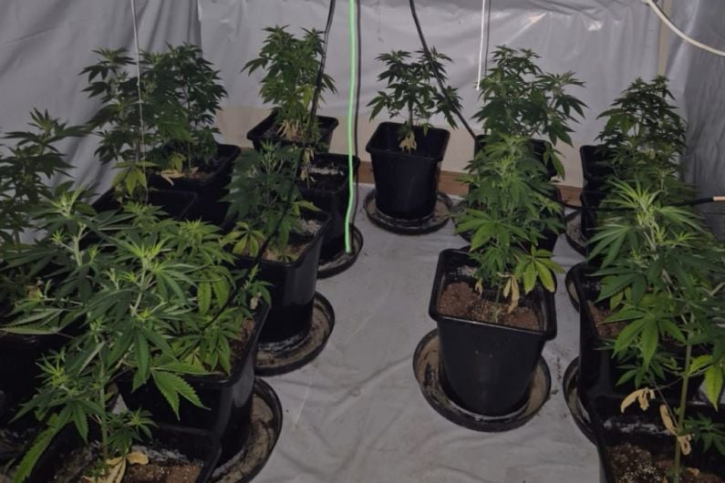 &euro;350,000 worth of cannabis plants discovered in Castleblayney