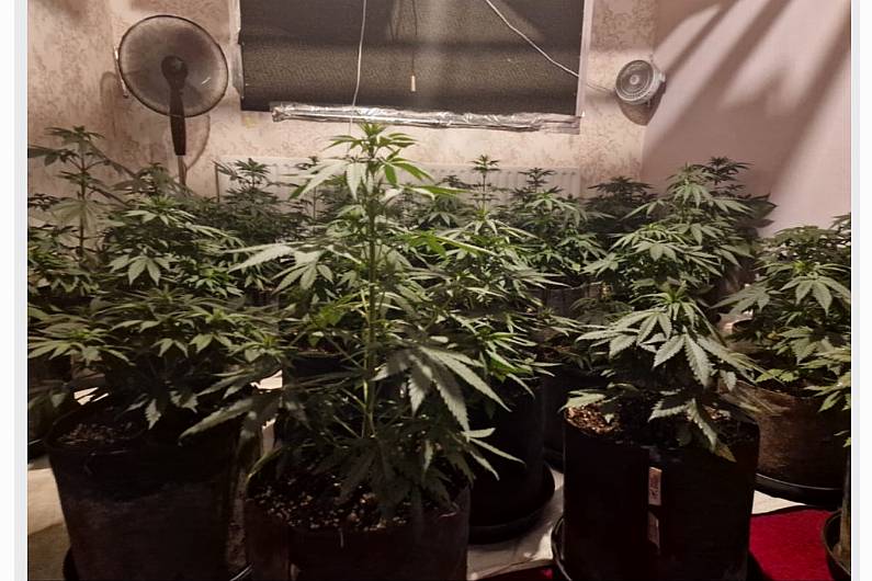 Cannabis growhouse discovered in Gowna