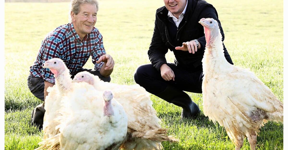 Lidl Ireland to Stock McCaghey Turkeys for Christmas