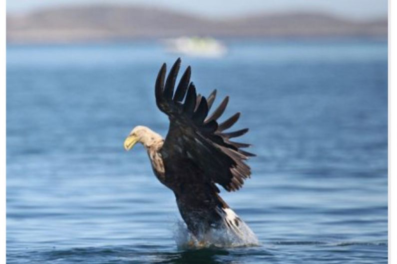 Concerns over discovery of dead White-tailed Eagle in Cavan