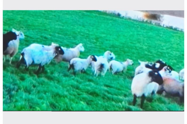 Garda issue appeal in relation to 15 sheep believed stolen