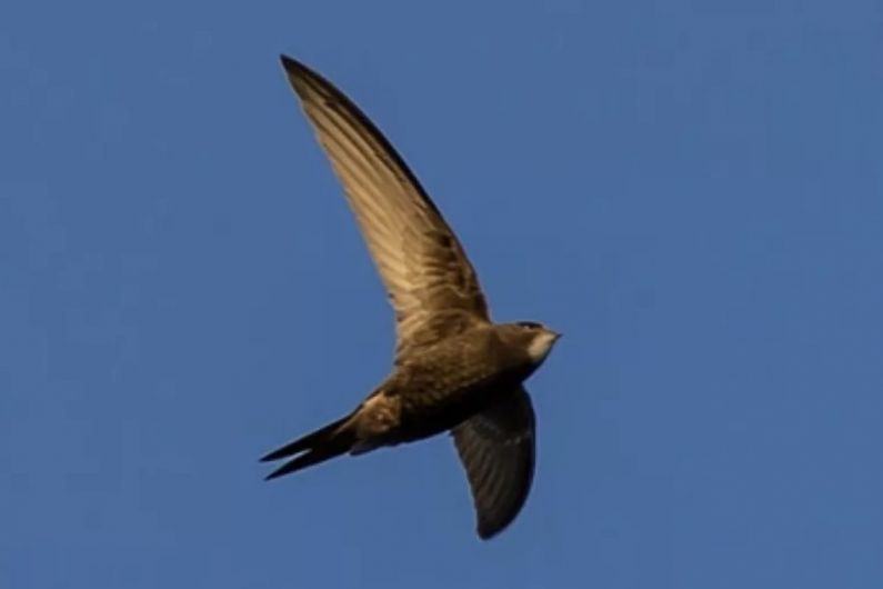 Listen Back: Survey underway in Monaghan to record swifts numbers in the county