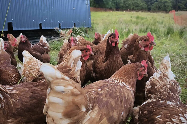 Monaghan poultry farmer says backyard flocks 'weakest link'