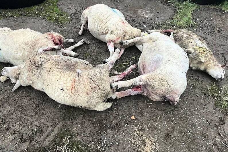 Five sheep killed in Co. Monaghan dog attack