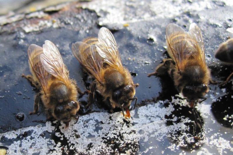 Listen Back: Cavan beekeepers host first honey show in Ballyhaise