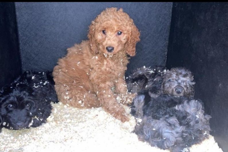 Man arrested after 57 illegally imported puppies seized at Belfast Harbour