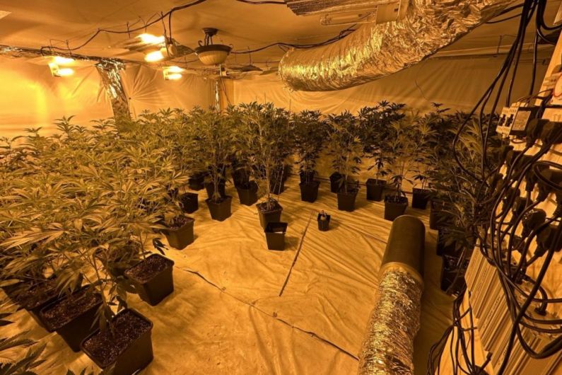 PSNI seize 400 plants from Armagh cannabis factory