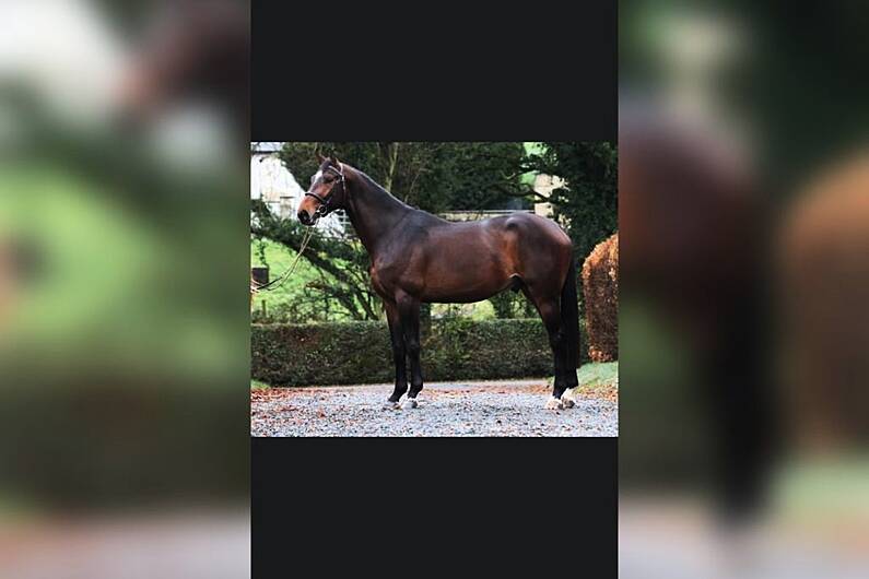 Local man unveils clone of show jumping royalty