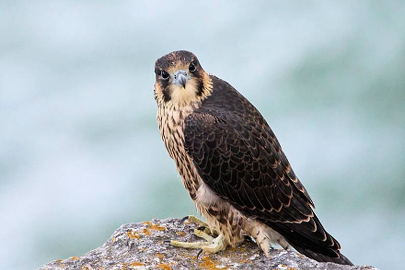 Bird of prey found dead in Armagh 'poisoned'