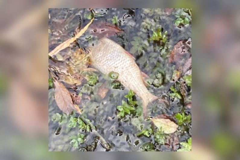 Local anglers ‘frustrated’ over recent fish kill