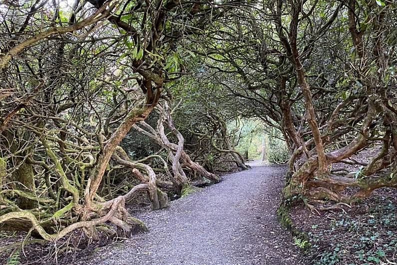 Rossmore remains most visited forest park in Ireland