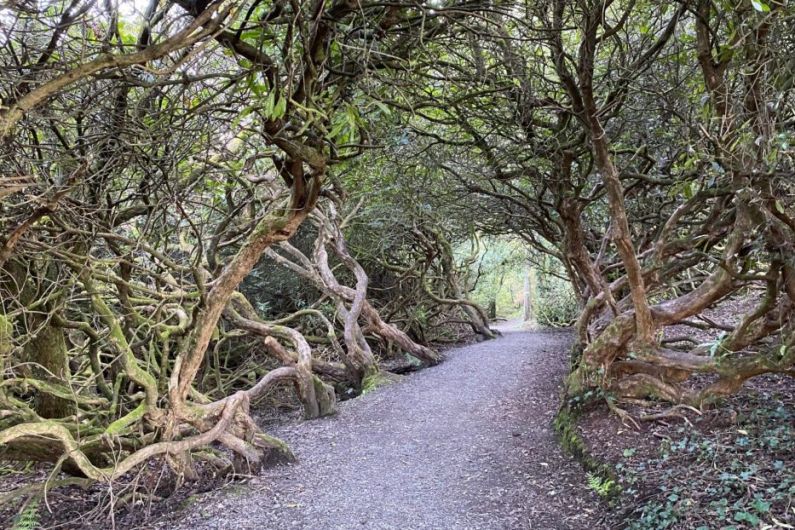 Rossmore voted Ireland's most popular forest