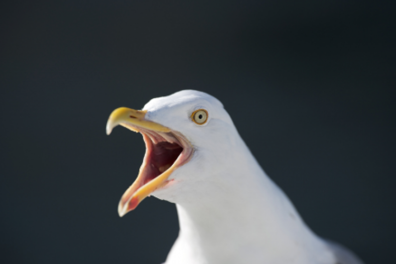 Seagulls in Co Louth 'pecking' fights with locals