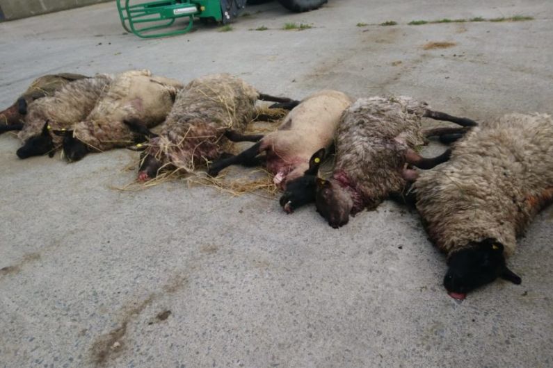 18 sheep left dead following dog attack in Kingscourt