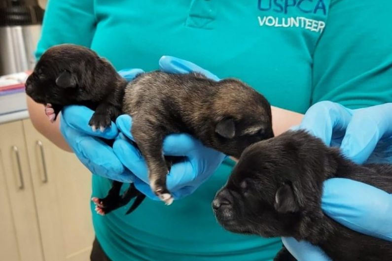 LISTEN NOW: Appeal for info on puppies after animal cruelty case at Cavan border