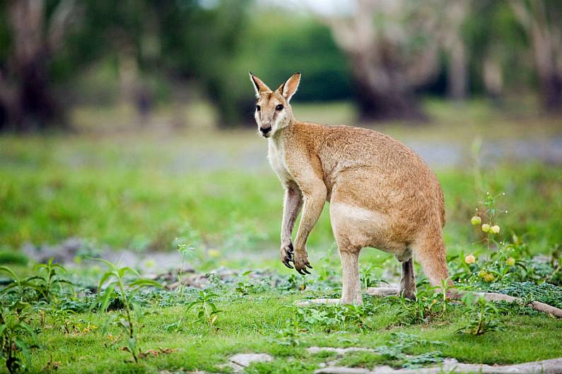 Watch Out: Missing wallaby on the loose in Omagh