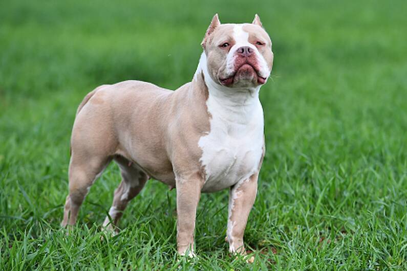 Cavan XL Bully dogs neutered for free before new rules