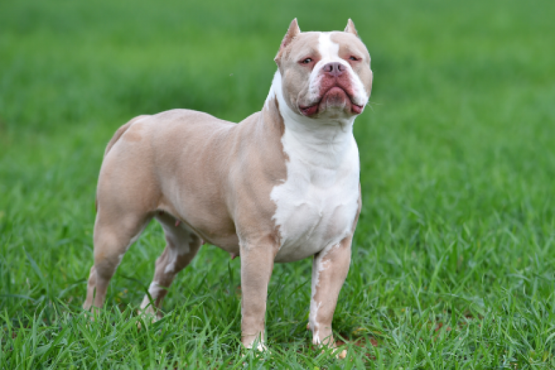 Complete ban on XL bully dogs introduced