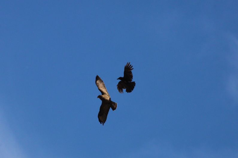Concern raised after reports of buzzard attacks in Newbliss village
