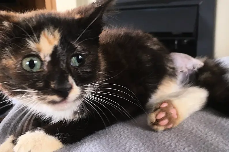 ISPCA appeal for information following discovery of a kitten in the Cavan Burren