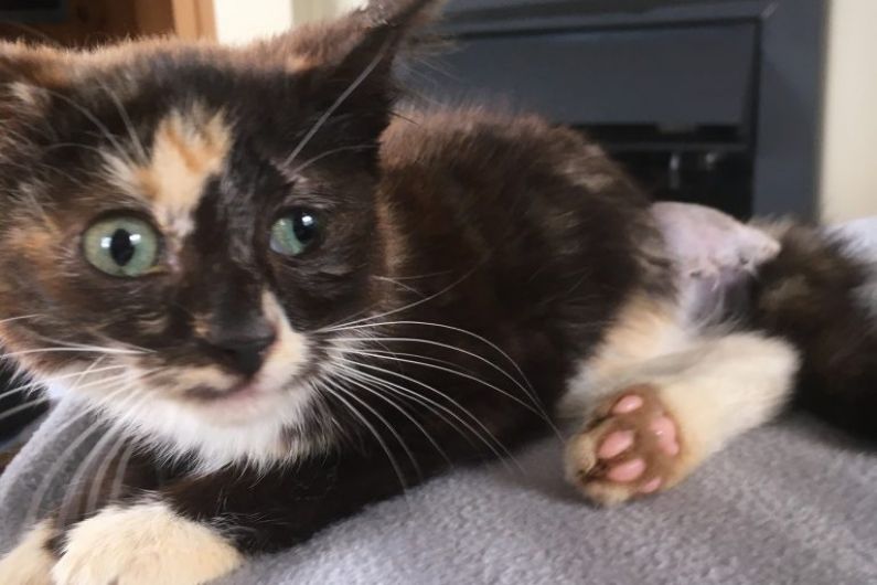 ISPCA appeal for information following discovery of a kitten in the Cavan Burren