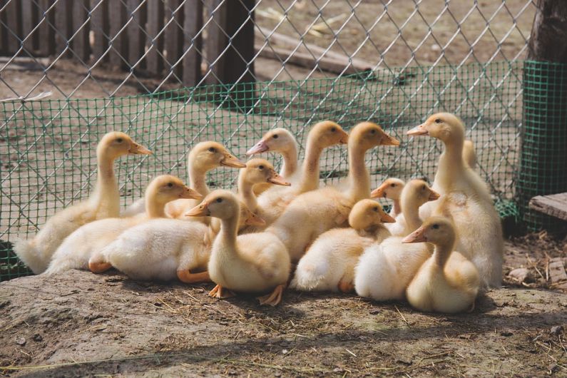 Bird flu restrictions lifted in two Co Monaghan zones