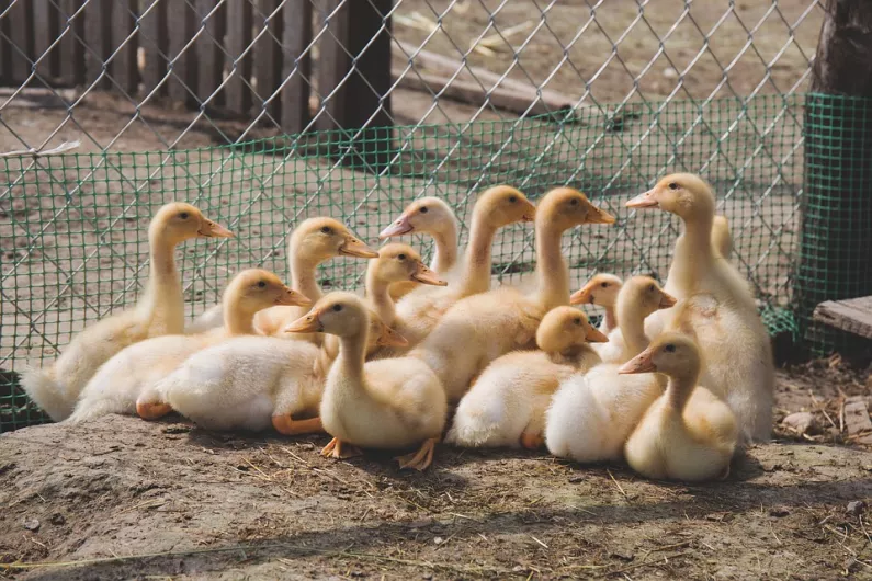 Duck flock in Monaghan tests positive for bird flu